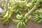 Les régimes seront vendus au marché de Tarapoto (16 décembre 2013)