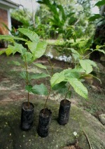 Acajou (Caoba)