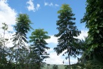 Acajou (Caoba) après 3 ans de croissance