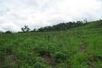 Vue de la partie haute du terrain, zone cultivable