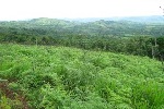 Vue du terrain dans sa partie superieure