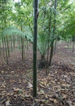 Plantation de capironas après trois ans de croissance