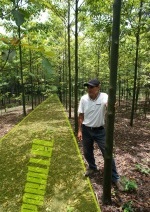 Plantation rectiligne de capironas après trois ans de croissance