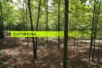 Plantation de capironas après trois ans de croissance