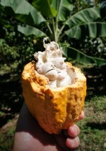 Une cabosse contenant les fèves de cacao