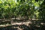 La plantation de cacaoyers de l'ICT