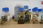 Specimens rencontrés sur le terrain