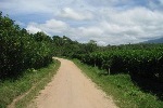 Route d'acces au village de Bello Horizonte