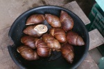 Des amateurs pour des escargots XXL?