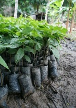 Plantons de cacaoyers