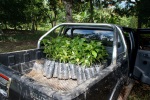Transport des plantons de cacaoyers
