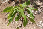 Cacaoyer en terre