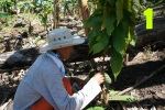 #1 Les outils sont désinfectés puis les feuilles de la partie basse du cacaoyer sont coupées