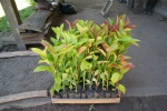 Les capironas plantés à la même période et qui feront par la suite l'ombre aux cacaoyers