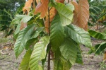 Un arbuste de cacao greffé
